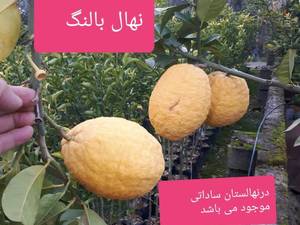 میوه ی درخت بالنگ