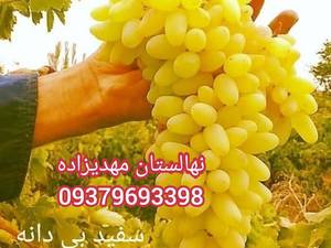 نهالستان رویال نهال مهدیزاده