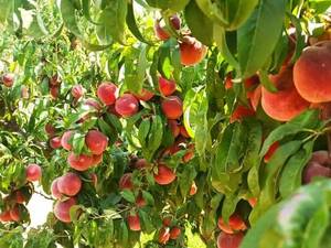 پرورش  نهال هلو خونی هسته جدا 
