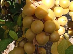 عرضه نهال الوچه زرد مراغه