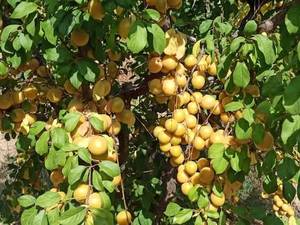 عرضه نهال الوچه زرد مراغه