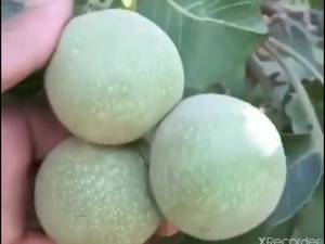 نهال( گردوژنوتیپ )دی ماه 1401قیمت