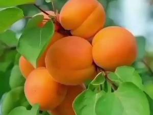 زردآلوعسگرآبادی تهران مهدیزاده