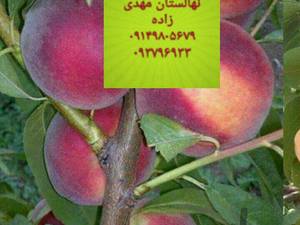 نهالستان مهدیزاده ۱۴۰۱