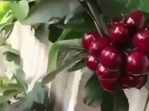 فروش نهال در تهران مهدیزاده