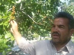  فروش نهال پسته رفسنجان در میاندواب اذربایجان 