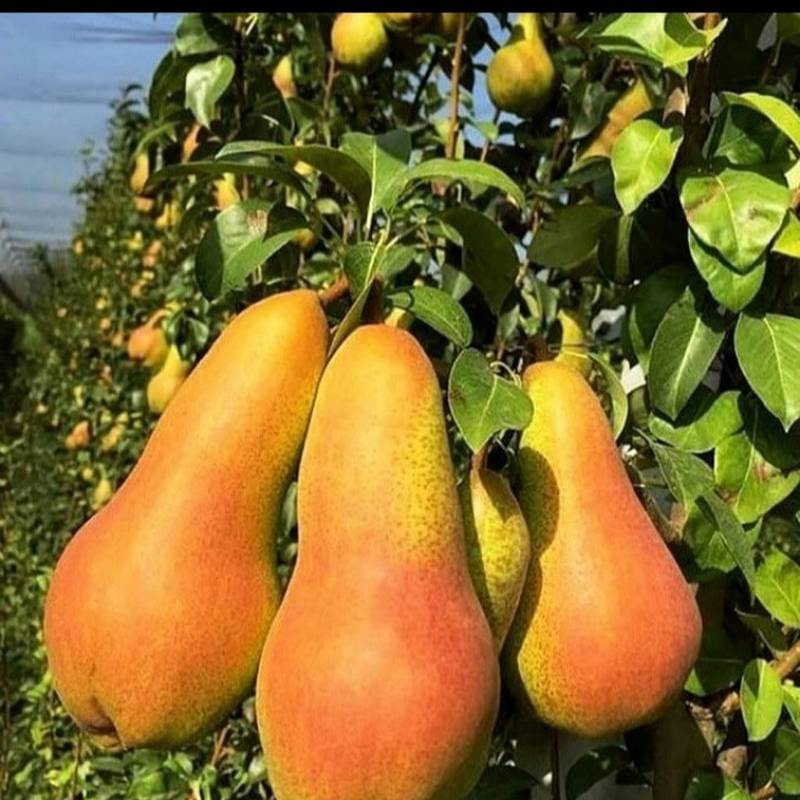 نهال گلابی دیررس میاندواب اذربایجان غربی