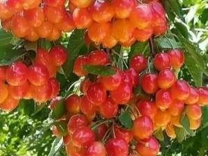 نهال گیلاس زرد خوشه ای میاندواب اذربایجان