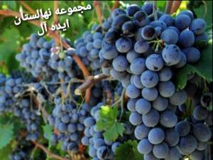 خرید فروش و قیمت نهال در میاندواب