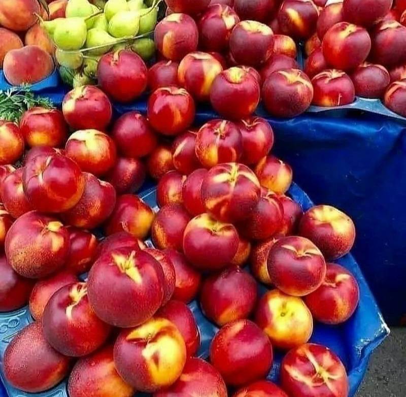 خرید انواع نهال هلو پربار