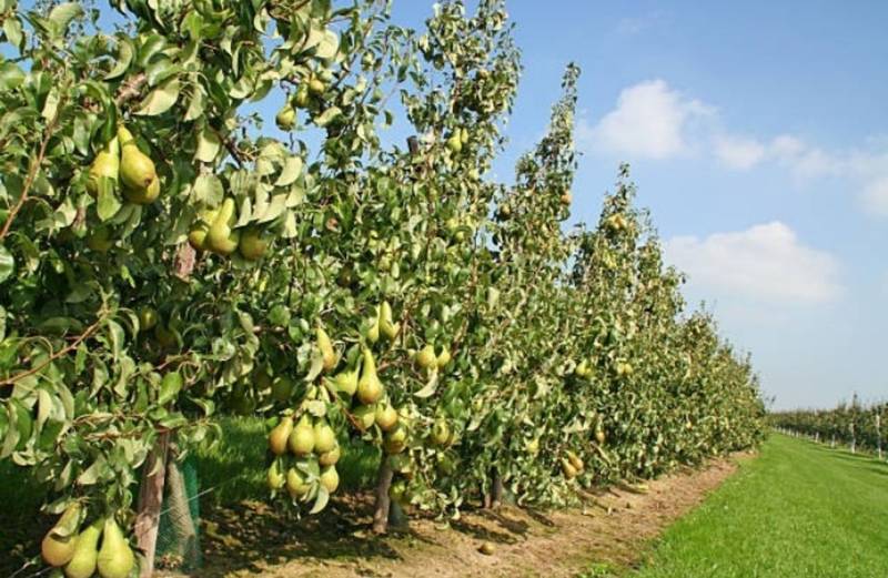 احداث باغ صفر تاصد در آذربایجان