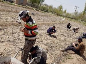 معتبرترین نهالستان خوی