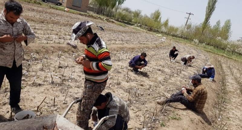معتبرترین نهالستان خوی