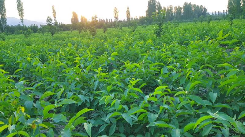 بزرگ ترین نهالستان گردو در آذربایجان