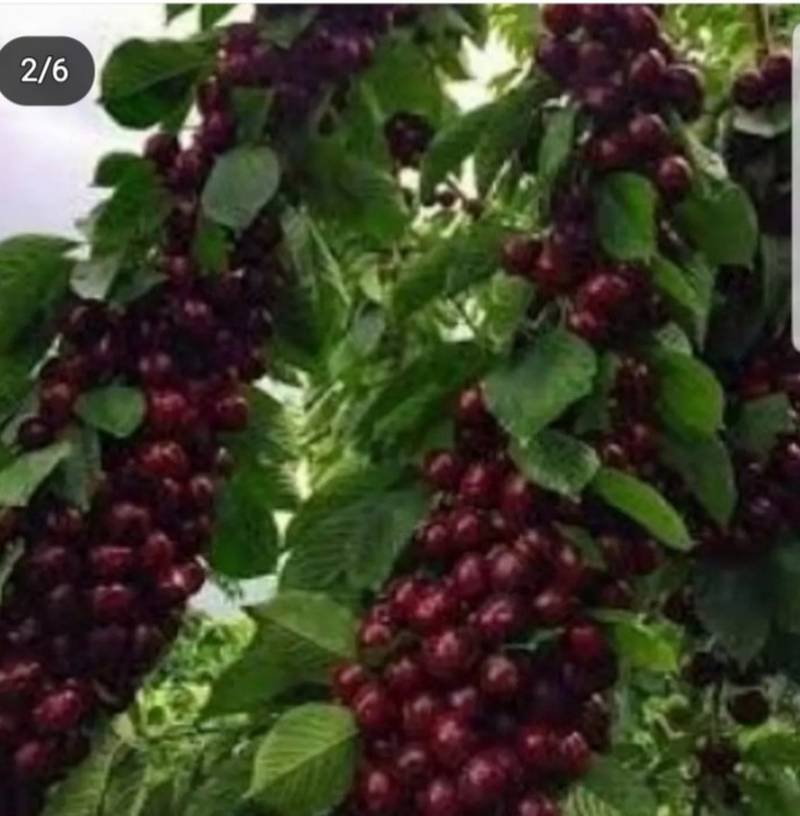 نهال گیلاس بینگ در آذربایجان