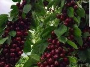 نهال گیلاس پایه رویشی گزیلا۶