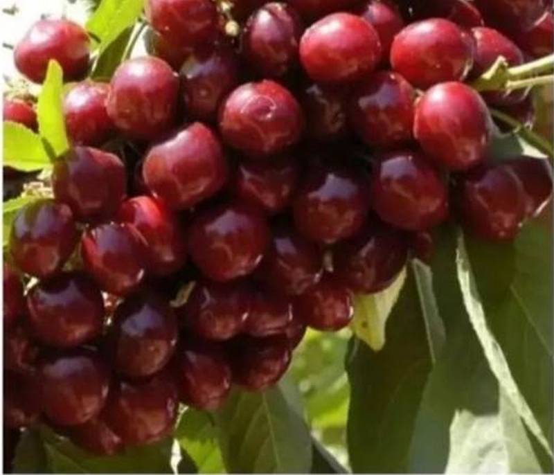نهال گیلاس رقم لاپنیز