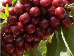  نهال گیلاس خوی