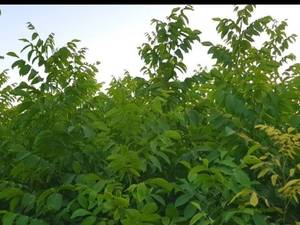 نهال گردو پیوندی خوی