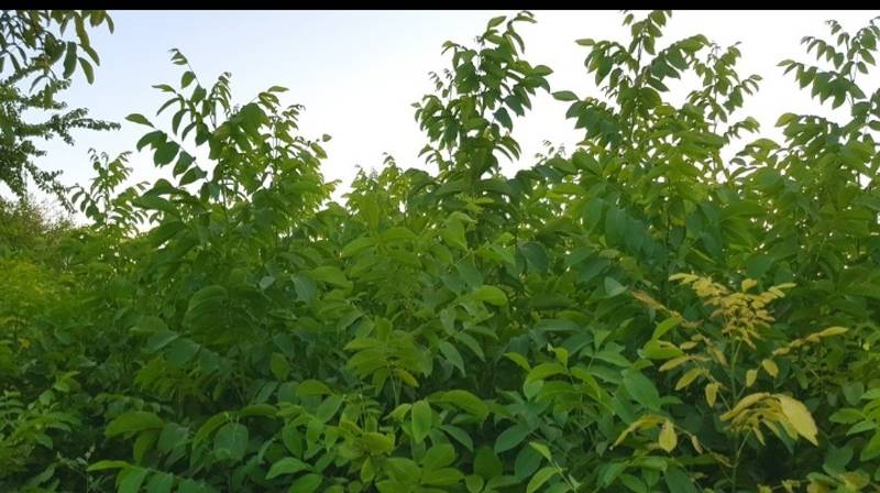 نهال گردو پیوندی خوی