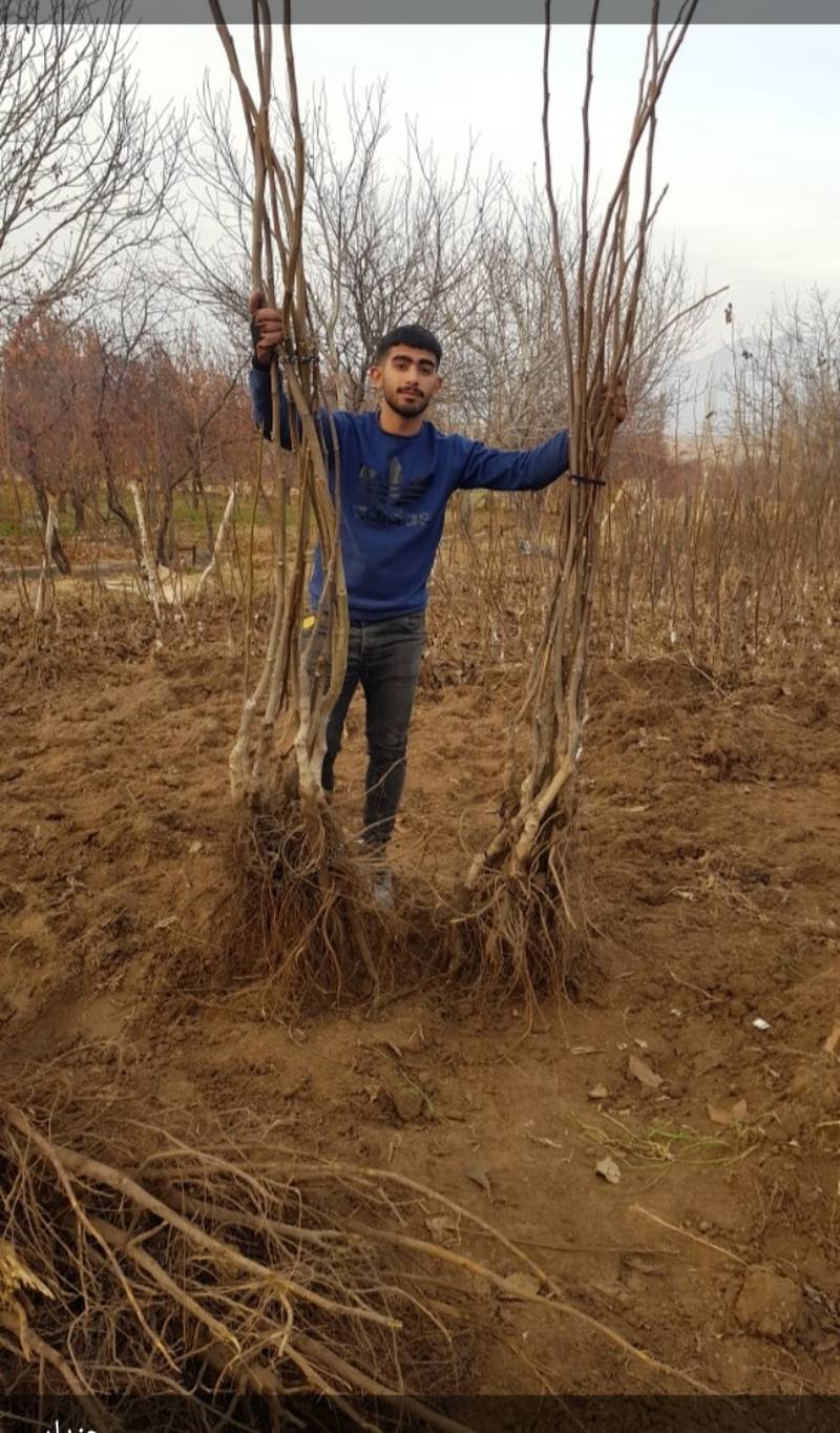 نهال گردو چندلر
