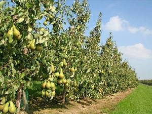 احداث باغ گلابی پایه رویش 