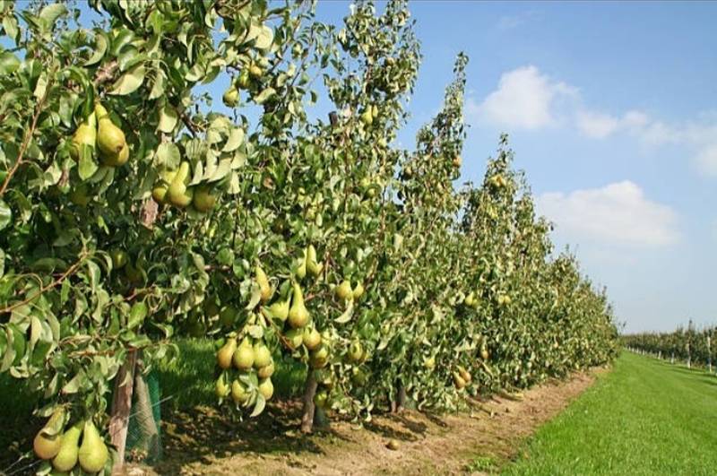 احداث باغ گلابی پایه رویش