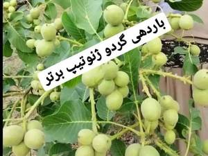 چگونگی باردهی نهال گردو ژنوتیپ برتر