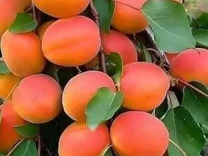 نهال زردآلو پرتقالی 