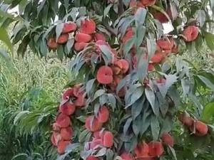 پرورش نهال هلو انجیری 