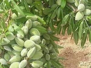 تولید پرورش نهال بادام اذر