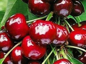 نهال گیلاس تکدانه 