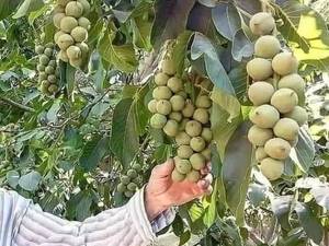 نهال گردو خوشه ای زود بازده 