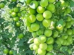 تولید نهال گوجه سبز