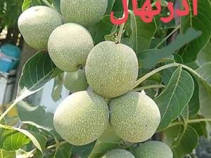 تولید نهال گردو 