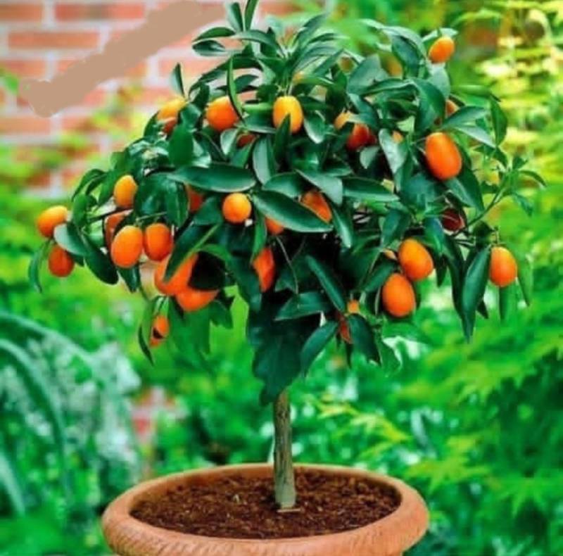 نهال کامکوات پر بار