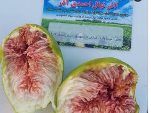 پرورش نهال انجیر 