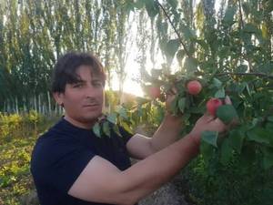 انواع ارقام  نهال زردالو
