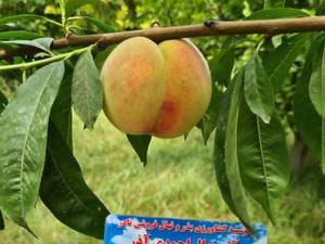 تولید و پروری انواع نهال کمیاب