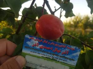 نهال زرد الوی ویکات 