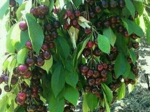 نهالستان مهندس سعید مولایی