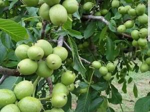 نهال گردو چندلر(