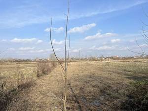 زمین مسکونی شهری/گیلان