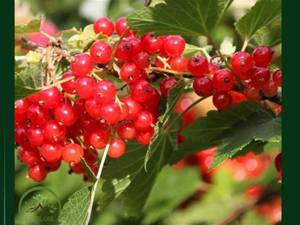 عرضه نهال انگور مکیاج 