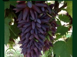 عرضه نهال انگور مکیاج 