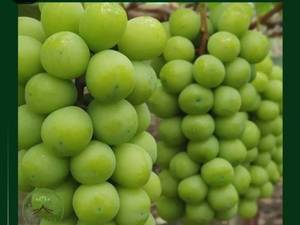 عرضه نهال انگور مکیاج 