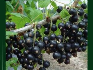 عرضه نهال انگور مکیاج 