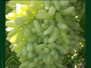 عرضه نهال انگور شمشیری زرد 