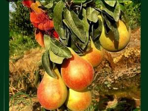 عرضه نهال گلابی کوشیا 
