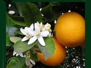 عرضه نهال نارنج 